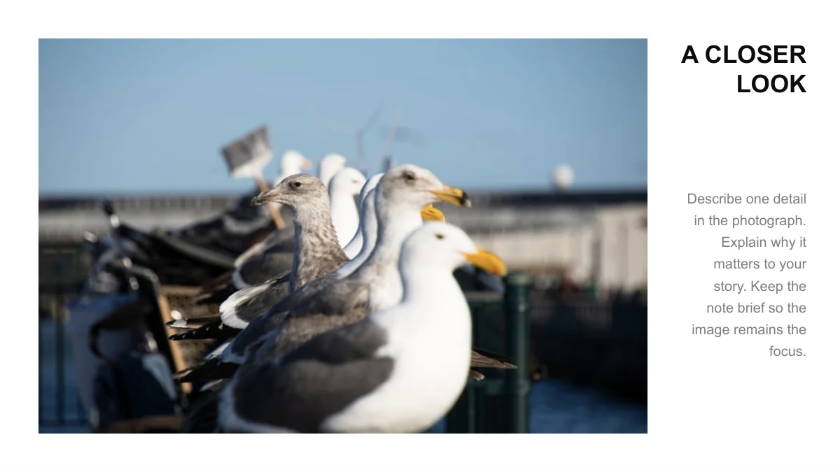 Une grande photo de mouettes occupe la gauche ; une colonne étroite accueille le titre et le texte à droite.
