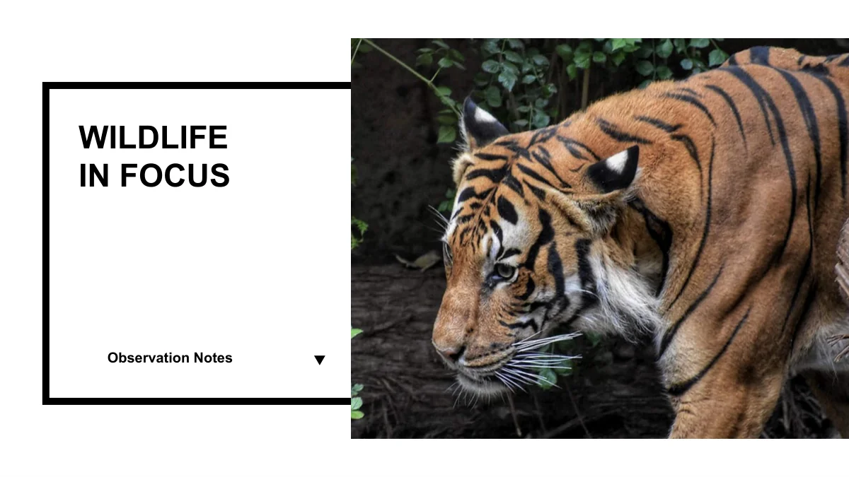 Une photo de tigre chevauche un contour rectangulaire noir entourant un grand titre et une courte légende.